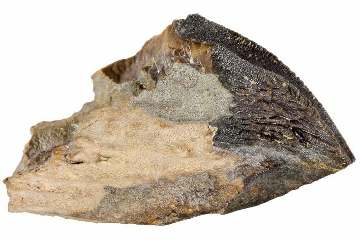 Rooted Triceratops Tooth - South Dakota #73876